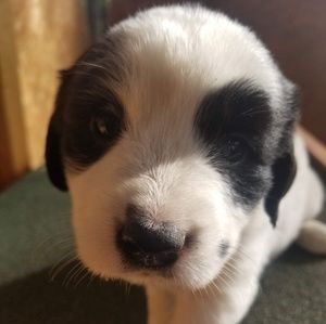 Meet your Posher, Sean